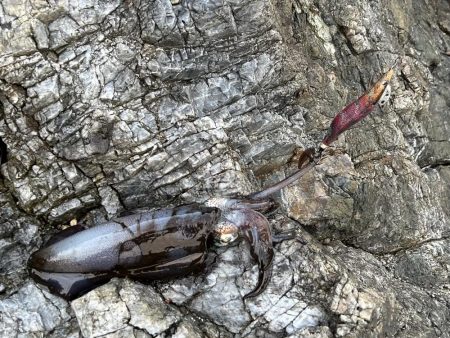 うねりエギング