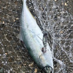 ライトショアジギング