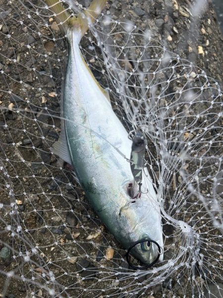 ライトショアジギング