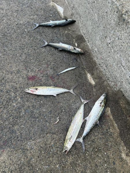 サゴシはわいてました