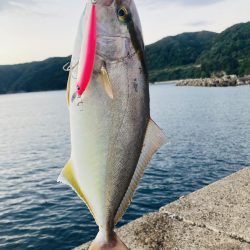 久しぶりにGコン活躍