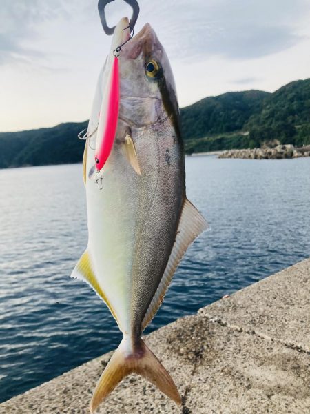 久しぶりにGコン活躍