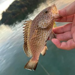 ランガン?しました