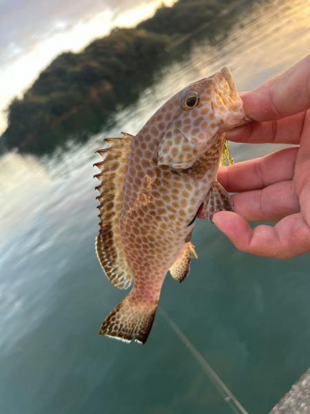 ランガン?しました