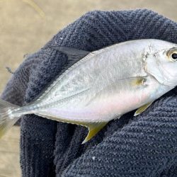 帰ってきたメッキ！４種コンプリート！