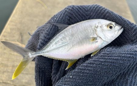 帰ってきたメッキ！４種コンプリート！