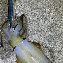 今年初エギング