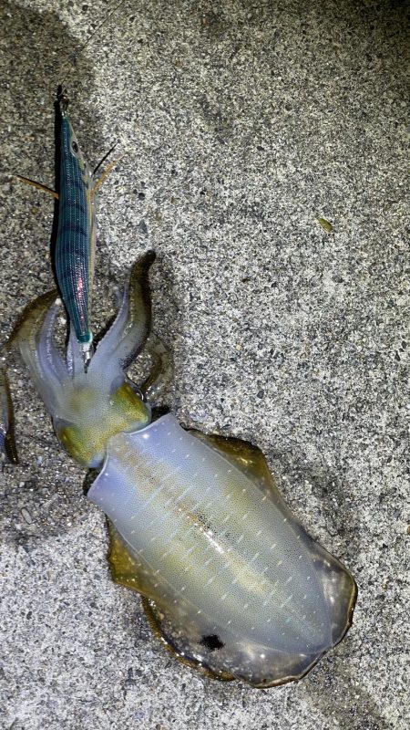 今年初エギング