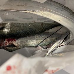 まだ大サバ釣れるんですね