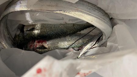まだ大サバ釣れるんですね