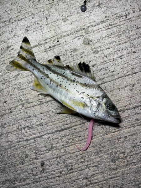 寒かったけど何とか…