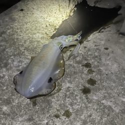 仕事終わりに短時間釣行