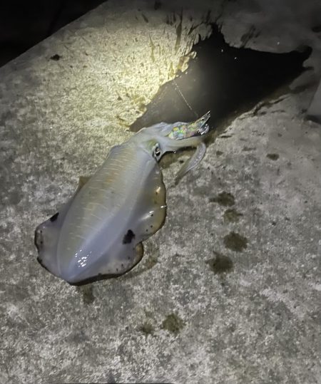 仕事終わりに短時間釣行