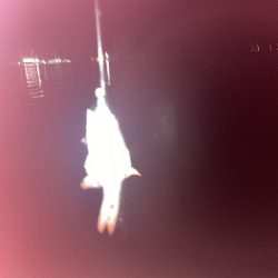 潮が全く動かずネンブツダイ