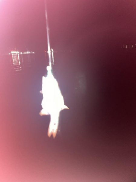 潮が全く動かずネンブツダイ