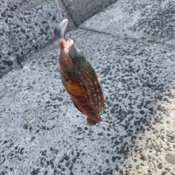 ちょい投げとブラクリ