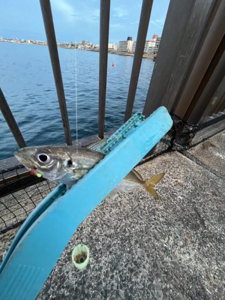 久しぶりのウリボウ