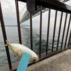 ジグサビキでアジ