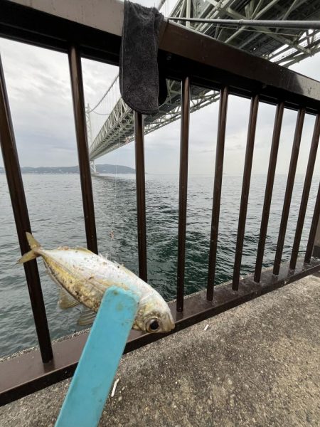 ジグサビキでアジ