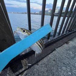 アジ時々ウリボウ