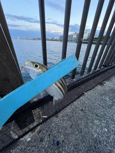 アジ時々ウリボウ