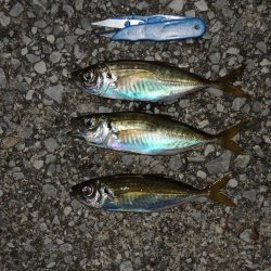 アジ釣り　高活性
