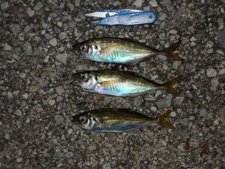 アジ釣り　高活性