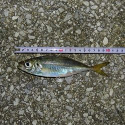 アジ釣り　フグの猛攻