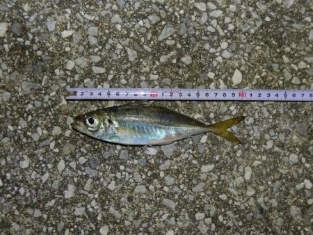 アジ釣り　フグの猛攻