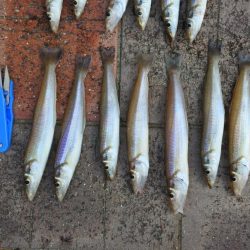 初秋のキス釣り