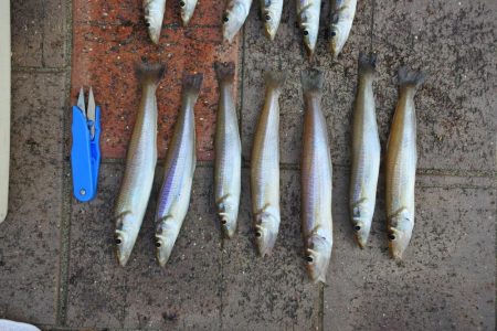 初秋のキス釣り