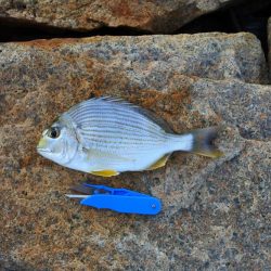 キス釣り ミニ軍団に降参