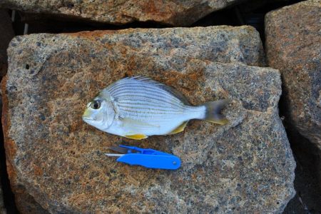 キス釣り ミニ軍団に降参