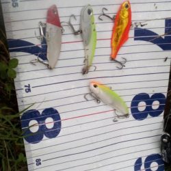 今年は会えないかと思ってました。