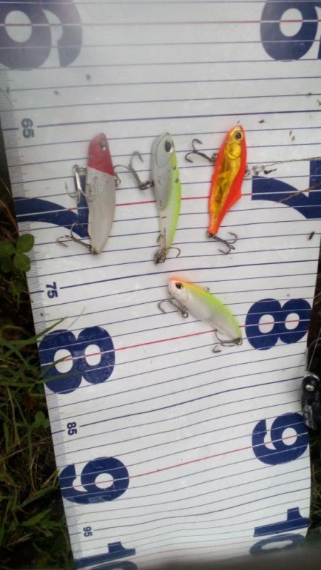 今年は会えないかと思ってました。