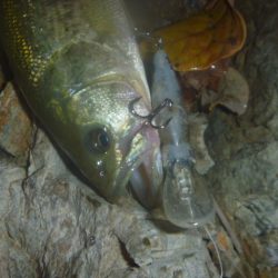 10月8日　一庫ダム釣行