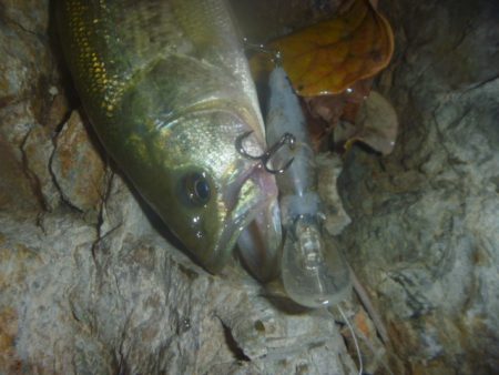 10月8日　一庫ダム釣行