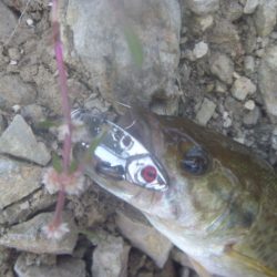 10月15日　一庫ダム釣行