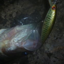 10月16日　一庫ダム釣行