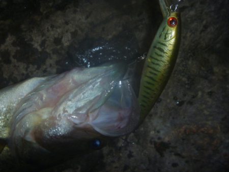 10月16日　一庫ダム釣行