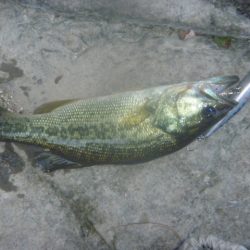 10月17日　一庫ダム釣行