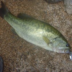 10月19日 一庫ダム釣行