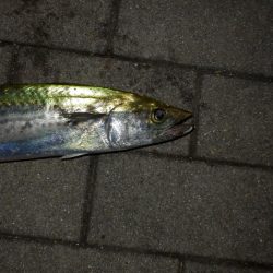 すれ！サゴシ‼￥1,000円…