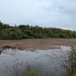 紀ノ川下流で雷魚