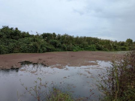 紀ノ川下流で雷魚