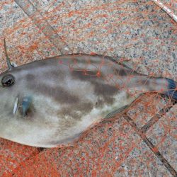 秋のグレシーズン到来! はまだだった…