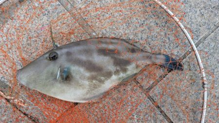 秋のグレシーズン到来! はまだだった…