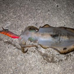 淡路島エギングリベンジ