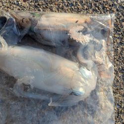 朝マズメのエギング