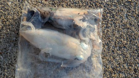 朝マズメのエギング